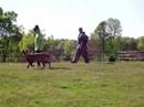 Scott VS Raider (Malinois) Scott VS Raider (Malinois)