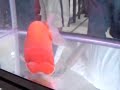 ranchu competition ranchu competition