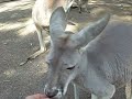 Cangurus Featherdale Wildlife Zoo Australia Cangurus Featherdale Wildlife Zoo Australia