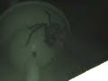 Spider above my bed