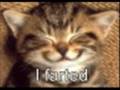 i question cats #2.wmv