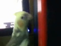 Spikey The cockatiel and his girl!