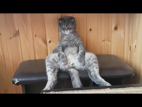 Ultimate Cute and Funny Cat Compilation 2020 | Funny Pet Videos
