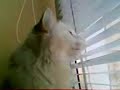 my cat bleat my cat bleat