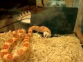 Pullo vs 2 hoppers