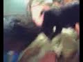 Narae vs Puppies Narae vs Puppies