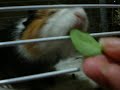 Mi cobaya Lili disfrutando de un nuevo alimento