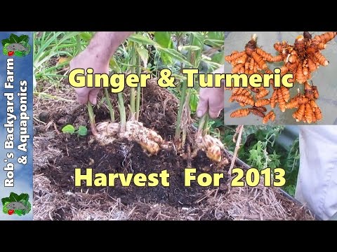 how to harvest ginger