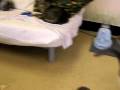Cats Running in the Kitty Klubhouse