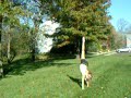 Back Hand Spring