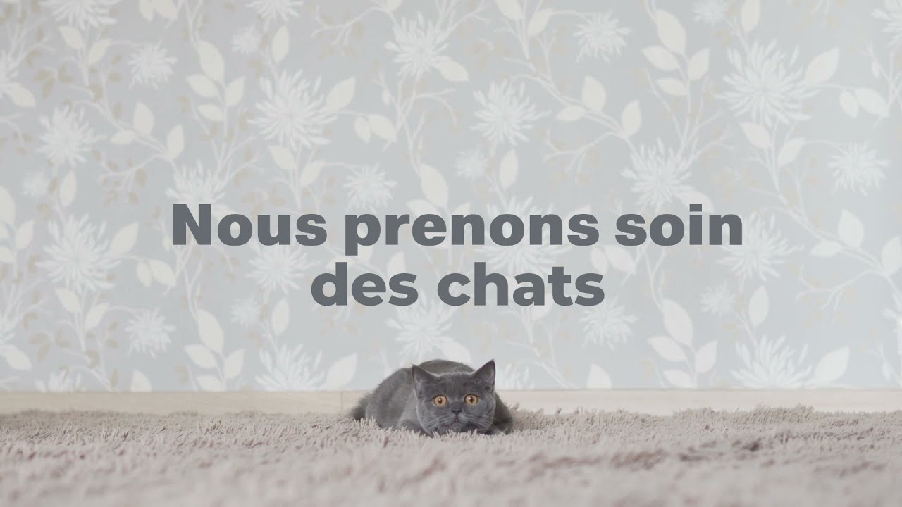 Intersand fabrique et distribue les meilleures litières pour chats