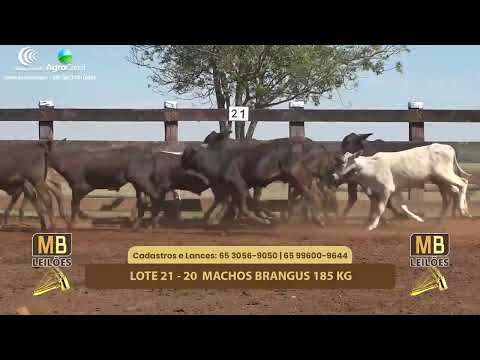 511� LEIL�O VIRTUAL MB LEIL�ES