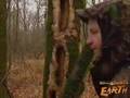 Ivory Billed Woodpecker
