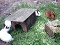 Juliets buns BunnyCentral.com Juliets buns BunnyCentral.com