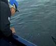 Witch Bay Muskies