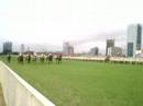cavalo de corrida  (public reletions)