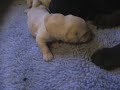 Ricochet Labradors English Lab puppies 10 days old