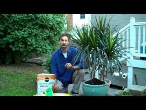 how to replant corn plant