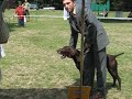 Wyżeł niemiecki 2 - Krajowa Wystawa Psów Wrocław 2008