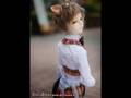 videos de Dollfies VI