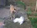 videos de Candela y Kito jugando