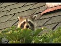 Raccoons
