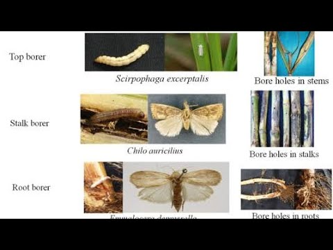 Pest of sugarcane crop and their Biological Control #pestcontrol #biocontrol