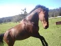 Navika Rearing
