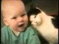 funny cats :)