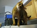 Picachu Cat - 2