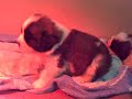 Puppy Litter 