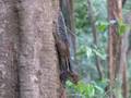 Western Ghats Squirrel (Funambulus tristriatus)