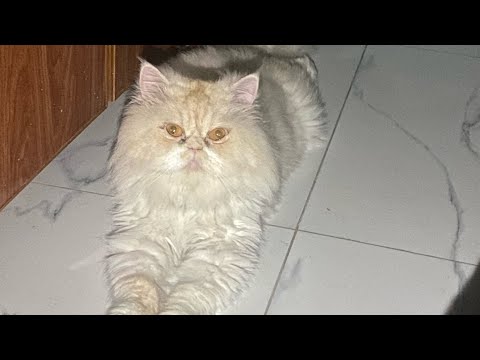 Cat Grooming Best Cat grooming Service in Lahore Zia Pet Clinic