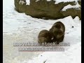 Brown Bears wrestling