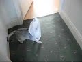 One Cat and his Jiffy Bag One Cat and his Jiffy Bag