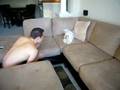 Bella running on the couch