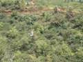 Maui Zipline 1
