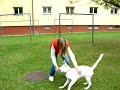 Shegy- puppies agility training