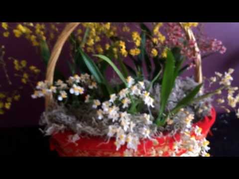 how to fertilize oncidium