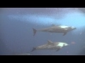 Diving all'atollo di Turneffe in Belize