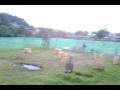 gotcha amanalco chava.3GP