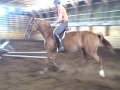 BENCHMARK EQUESTRIAN Givenchy, 2007, Chestnut, 16.2hh, mare.