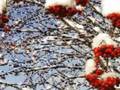 Тонкая рябина Pihlaja Rowan Tree