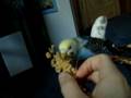 buzz kissing on command