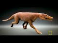 dinosaurs were the dominant vertebrate animals of terrestrial ecosystems for over 160 million years, from the late triassic period (about 230 million years ago) to the end of the cretaceous period (65 million years ago), when most of them became extinct in the cretaceous--tertiary extinction event. the 10,000 living species of birds have been classified as dinosaurs.

the discovery in 1862 of archaeopteryx first suggested a close relationship between dinosaurs and birds; aside from the presence of fossilized feather impressions, archaeopteryx was very similar to the contemporary small predatory dinosaur compsognathus. research since the 1970s indicates that theropod dinosaurs are most likely the ancestors of birds; in fact, most paleontologists regard birds as the only surviving dinosaurs and some believe dinosaurs and birds should be put together under one biological class.[1] crocodilians are the other surviving close relatives of dinosaurs, and both groups are members of the archosauria, a group of reptiles that first appeared in the very late permian and became dominant in the mid-triassic.

for about the first half of the 20th century, both scientists and the general public regarded dinosaurs as slow, unintelligent cold-blooded animals. however, the bulk of research since the 1970s has supported the view that they were active animals with elevated metabolisms, and often with adaptations for social interactions. this change of view was strongly influenced by evidence of the descent of birds from theropod dinosaurs.

since the first dinosaur fossils were recognized in the early nineteenth century, mounted dinosaur skeletons have become major attractions at museums around the world. dinosaurs have become a part of world culture and remain consistently popular among children and adults. they have been featured in best-selling books and films (notably jurassic park), and new discoveries are regularly covered by the media.

the term 