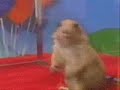 dramatic-chipmunk-curses.html