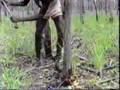 How to Make a Didgeridoo