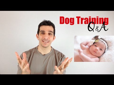 how to adjust your dog to a new baby