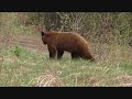 Bear Calling at Pink Mountain Outfitters