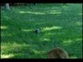 videos de Joey Stalking Squirrel